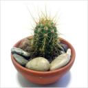 Reproducir Cactus