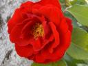 Rosa de jardín